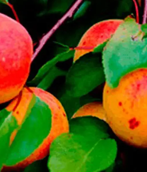 Apricot (Prunus armeniaca) RĪTAUSMA