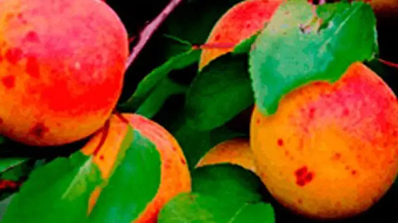 All About Apricots: Origin, Botany, and Growing Needs