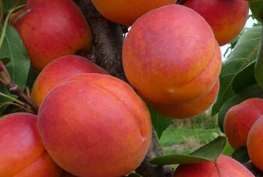 Marhule Dimaija a Velta: Severské elixíry života pod lupou vedy