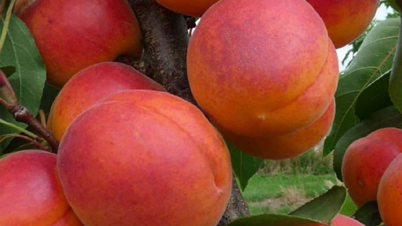 Marhule Dimaija a Velta: Severské elixíry života pod lupou vedy