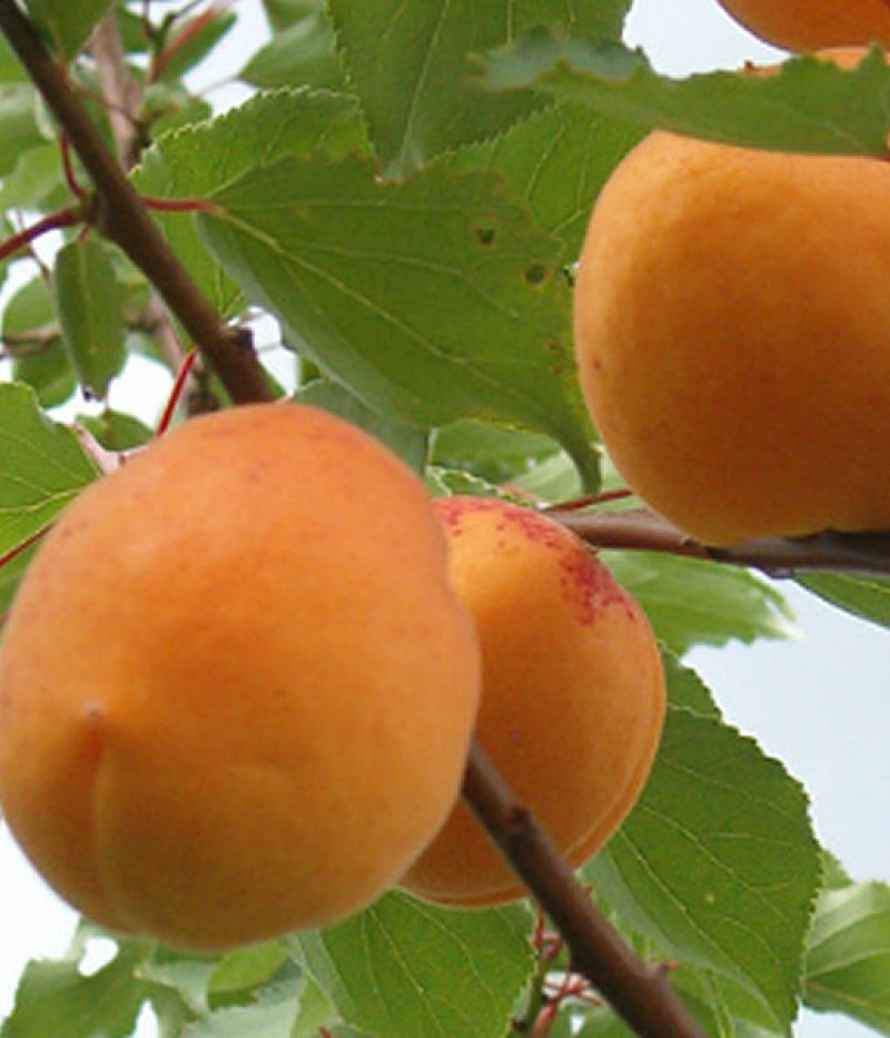 Marhuľa (Prunus armeniaca) VELTA - Tutifruti, s.r.o. (SK)