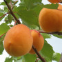 Apricot (Prunus armeniaca) VELTA