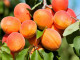 BIO Marhuľa (Prunus armeniaca) ARMI COL® stĺpová