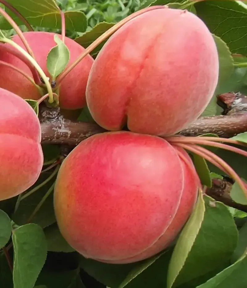 Marhuľa (Prunus armeniaca) BERGAROUGE - Tutifruti, s.r.o.