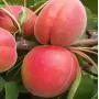 Aprikosenbaum (Prunus armeniaca) BERGAROUGE
