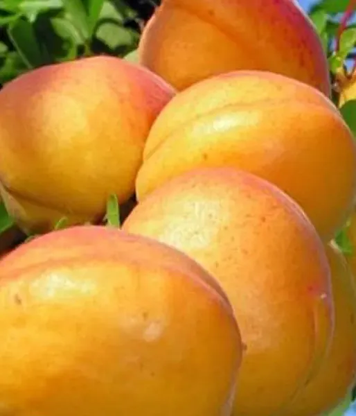 Apricot (Prunus armeniaca) CARMELA