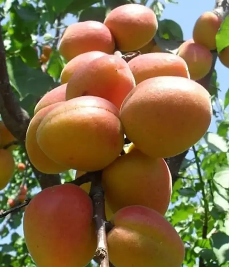 Marhuľa (Prunus armeniaca) CARMELA - Tutifruti, s.r.o.
