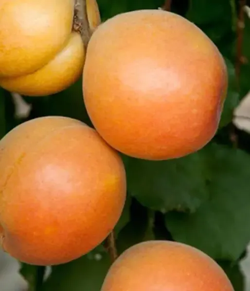 BIO marhuľa (Prunus armeniaca) AROMA SPUR SÄULENAPRIKOSE (stĺpová) - Tutifruti SK