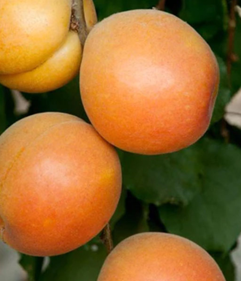 BIO marhuľa (Prunus armeniaca) AROMA SPUR SÄULENAPRIKOSE (stĺpová) - Tutifruti SK