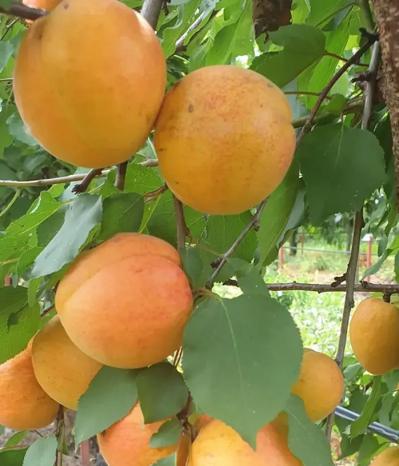 Marhuľa (Prunus armeniaca) DACIA - Tutifruti, s.r.o.