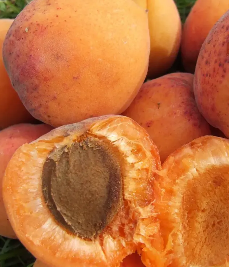 Marhuľa (Prunus armeniaca) DIMAIJA - Tutifruti, s.r.o.