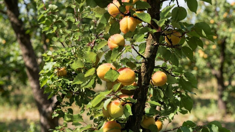 Marhule, ktoré porazili mráz aj čas: Ako sa v ľadovom Lotyšsku zrodili odrody s najvyšším obsahom antioxidantov na kontinente