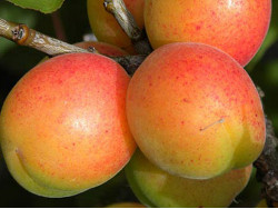 Apricot (Prunus armeniaca) EARLY ORANGE