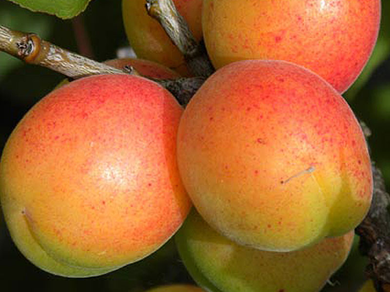 Marhuľa (Prunus armeniaca) EARLY ORANGE