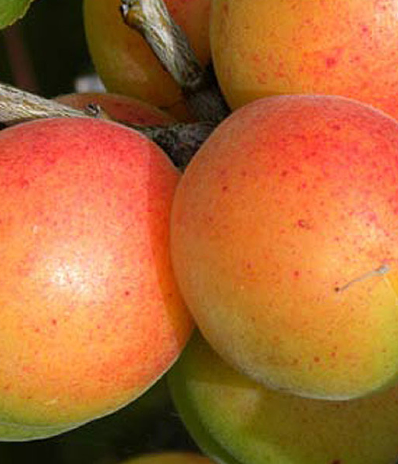 Apricot (Prunus armeniaca) EARLY ORANGE - Tutifruti SK