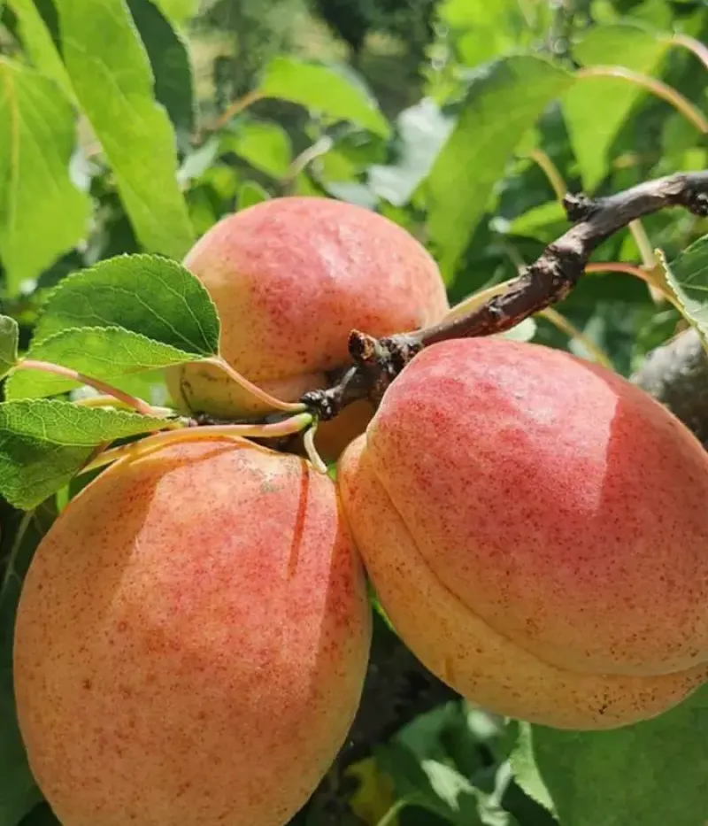 Marhuľa (Prunus armeniaca) FAVORIT - Tutifruti, s.r.o.