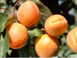 Apricot (Prunus armeniaca) GOLDRICH
