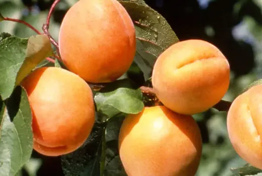 Marhule: Veda o kvalite, chuti a modernom spracovaní