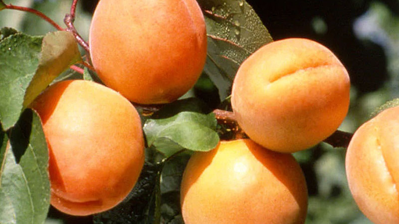 Marhule: Veda o kvalite, chuti a modernom spracovaní