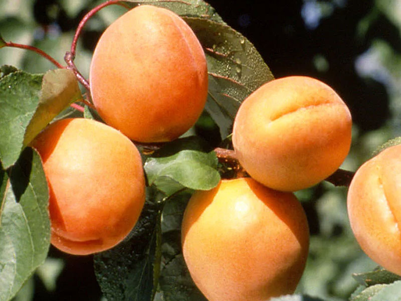 Marhuľa (Prunus armeniaca) GOLDRICH - Tutifruti SK Marhuľa (Prunus armeniaca) GOLDRICH - Tutifruti SK