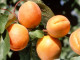 Marhuľa (Prunus armeniaca) GOLDRICH