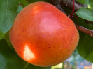 Marhuľa (Prunus armeniaca) HARCOT - Tutifruti SK Marhuľa (Prunus armeniaca) HARCOT - Tutifruti SK