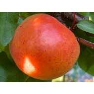 Apricot (Prunus armeniaca) HARCOT