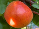 Marhuľa (Prunus armeniaca) HARCOT