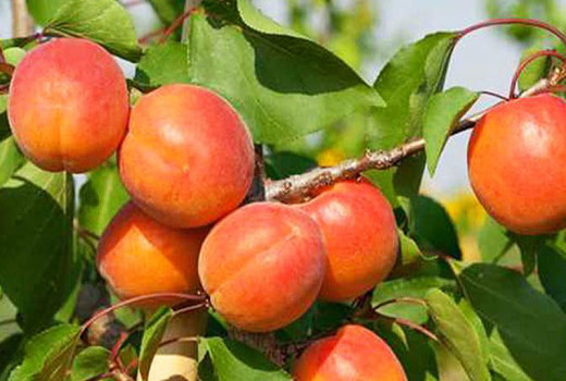 Prežitie na severe: Predstavujeme mrazuvzdorné marhule 'Dzintars', 'Daiga', 'Lāsma', 'Velta' a 'Krasnoščokij'