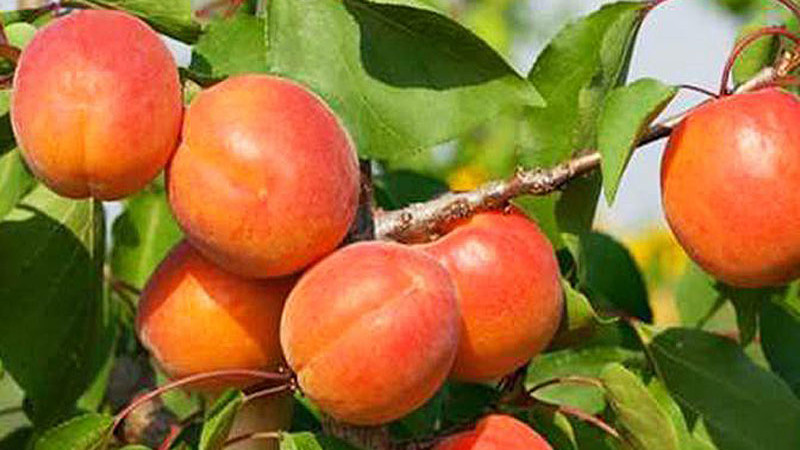 Prežitie na severe: Predstavujeme mrazuvzdorné marhule 'Dzintars', 'Daiga', 'Lāsma', 'Velta' a 'Krasnoščokij'