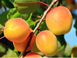 Apricot (Prunus armeniaca) HARGRAND