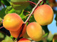 Marhuľa (Prunus armeniaca) HARGRAND