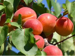 Apricot (Prunus armeniaca) HARLAYNE