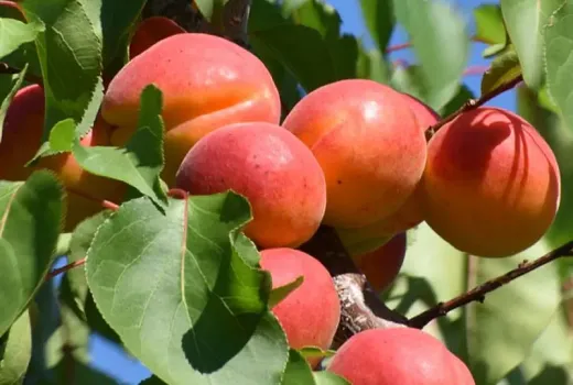 Marhule a zdravie: Ako ich antioxidanty bojujú proti starnutiu