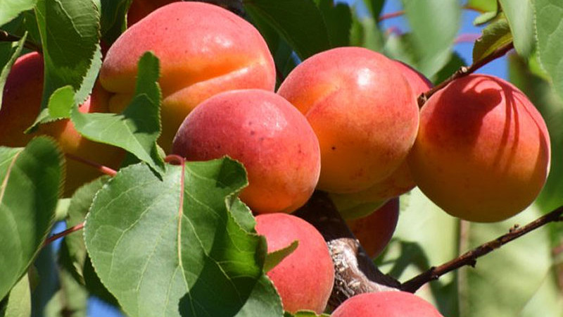 Marhule a zdravie: Ako ich antioxidanty bojujú proti starnutiu