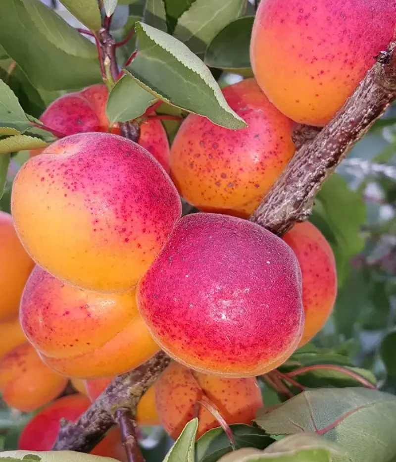 Marhuľa (Prunus armeniaca) KIOTO - Tutifruti, s.r.o.