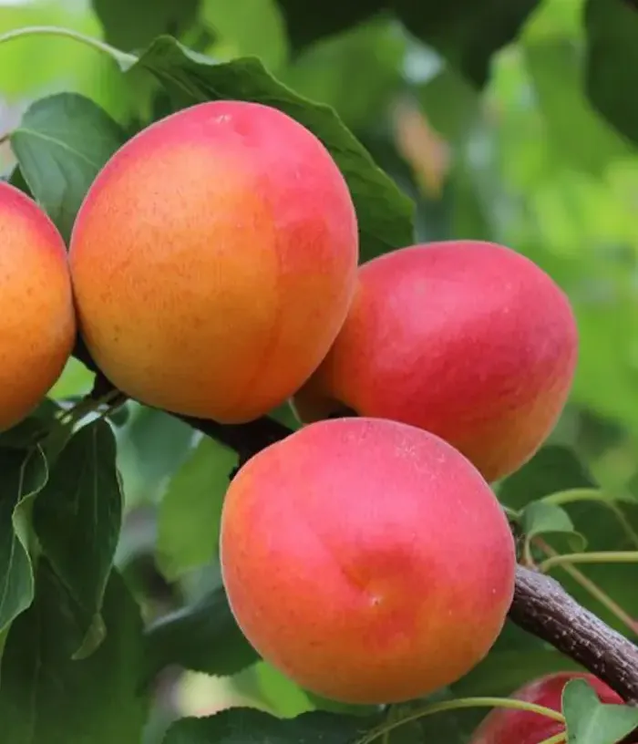 Apricot (Prunus armeniaca) LADY COT - Tutifruti, s.r.o.