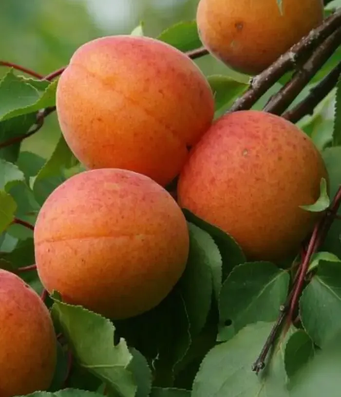 Apricot (Prunus armeniaca) LITORAL - Tutifruti, s.r.o.