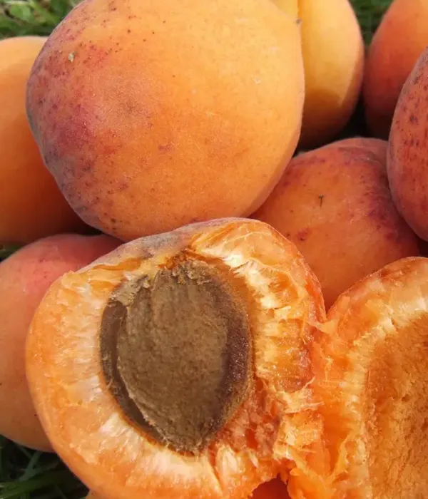 Marhuľa (Prunus armeniaca) VELTA