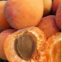 Marhuľa (Prunus armeniaca) VELTA