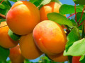 Apricot  Trees