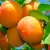 Apricot  Trees
