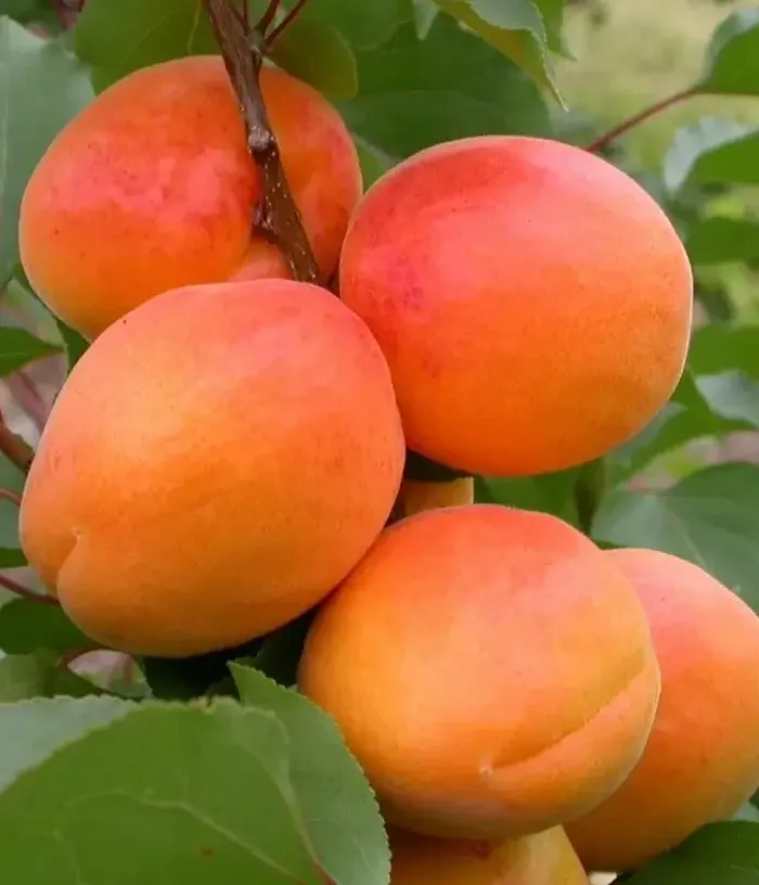 Marhuľa (Prunus armeniaca) OLIMP - Tutifruti, s.r.o.
