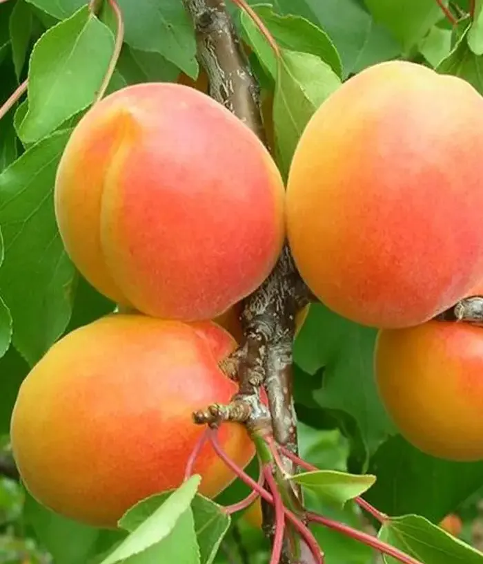 Apricot (Prunus armeniaca) PINKCOT - Tutifruti, s.r.o.