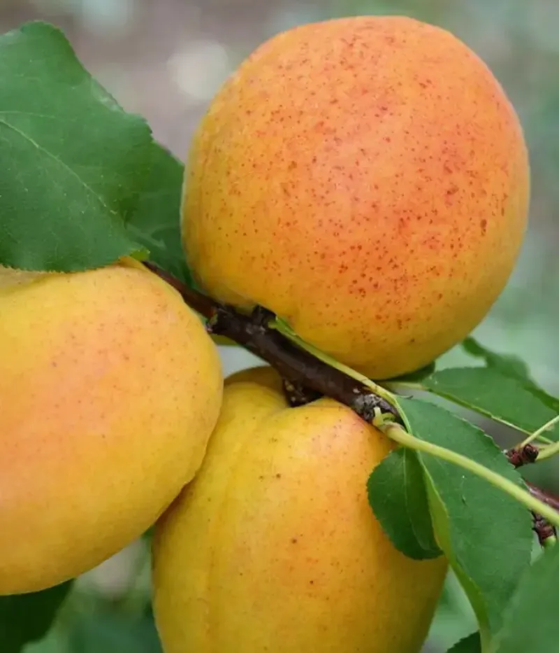 Marhuľa (Prunus armeniaca) RAREȘ - Tutifruti, s.r.o.