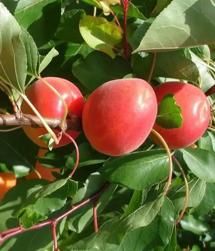 Apricot (Prunus armeniaca) SPRING BLUSH - Tutifruti, s.r.o.