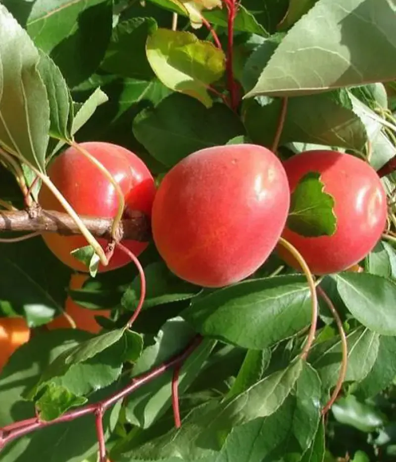 Marhuľa (Prunus armeniaca) SPRING BLUSH - Tutifruti, s.r.o.