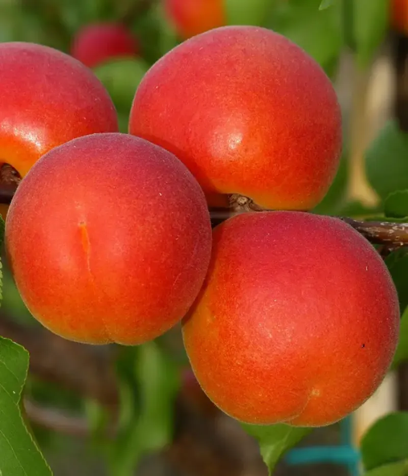 Marhuľa (Prunus armeniaca) TSUNAMI - Tutifruti, s.r.o.
