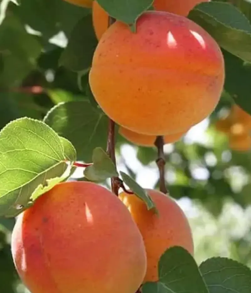 Marhuľa (Prunus armeniaca) TUDOR - Tutifruti, s.r.o.