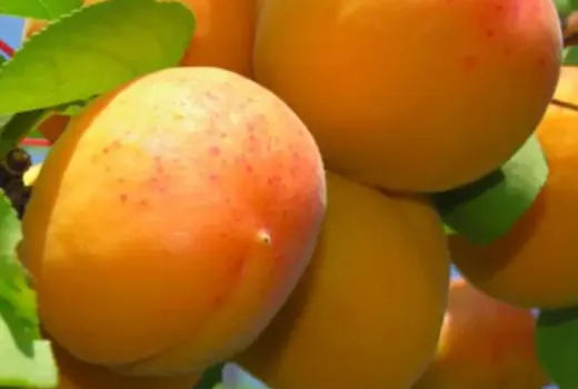 Marhuľa 'Dimaija': Severský kráľ antioxidantov (Exkluzívne u nás)